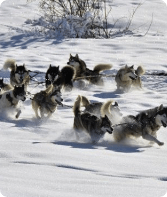 chiens de traineaux peyragudes