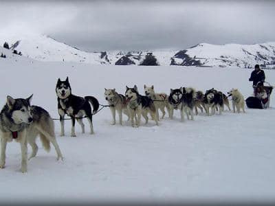 chiens traineau peyragudes