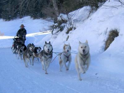 chiens traineau peyragudes