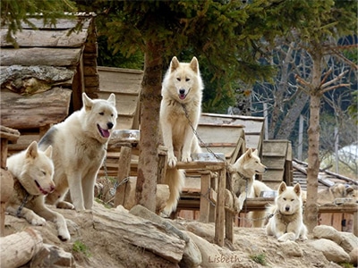 chiens traineau peyragudes