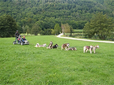 chiens traineau peyragudes