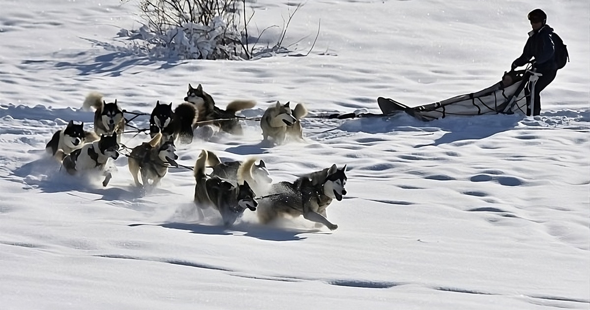 chiens traineau peyragudes